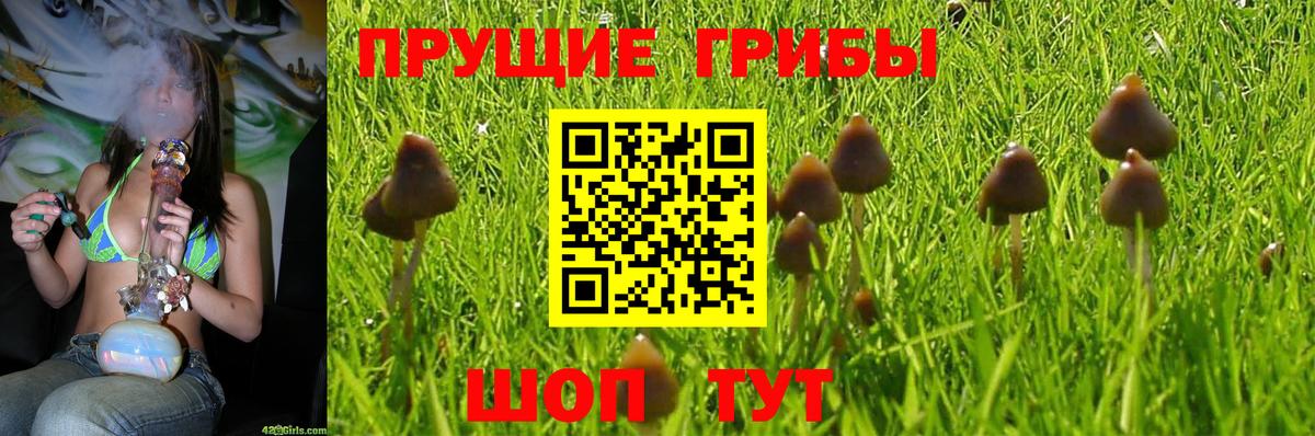 Псилоцибиновые грибы Psilocybine cubensis Гусев